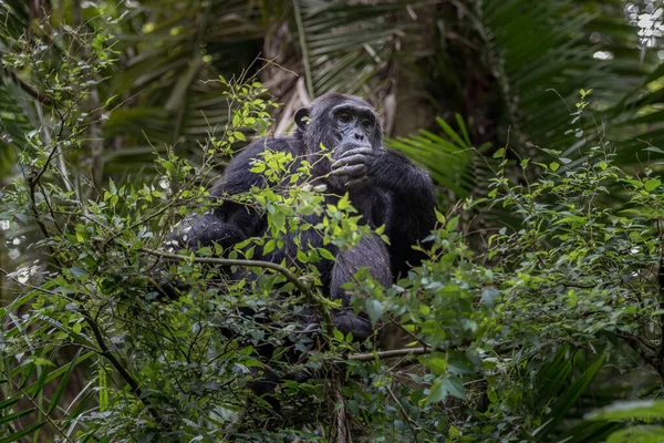 Pan-hooting chimpanzee (Pan troglodytes) in natural habitat