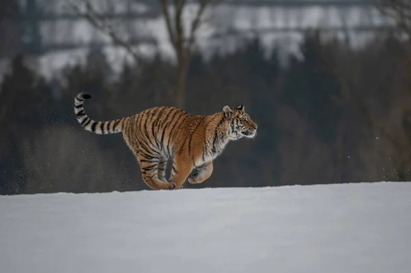 Szibériai Tigris Fut Hóban Gyönyörű Dinamikus Erőteljes Fénykép Erről Fenséges — Stock Fotó