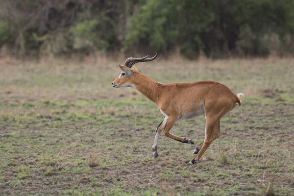 Antilope Funzionante Waterbuck Kobus Ellipsiprymnus Nella Savana Africana Namibia Kruger — Foto Stock