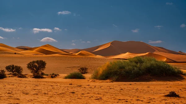 Enormes Dunas Areia Deserto Namíbia Com Árvores Primeiro Plano Namíbia — Fotografia de Stock