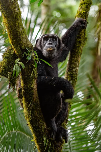 Pan Hooting Chimpanzee Pan Troglodytes Natural Habitat — Stock Photo, Image