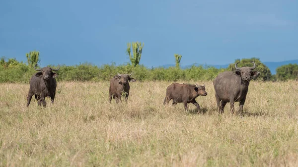 Der Afrikanische Büffel Syncerus Caffer Kenia — Stockfoto