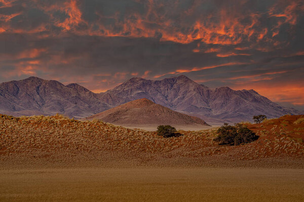 huge sand dunes in the Namib Desert with trees in the foreground of Namibia