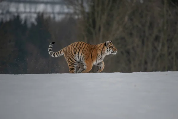 Stock image Siberian Tiger running in snow. Beautiful, dynamic and powerful photo of this majestic animal. Set in environment typical for this amazing animal. Birches and meadows