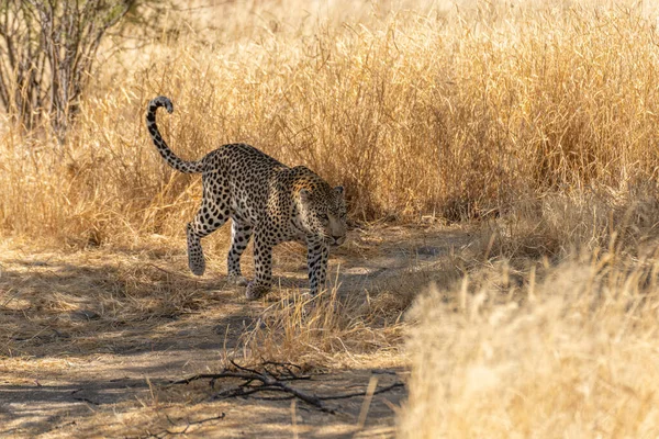 Leopárd Afrikai Szavannában Prédára Vár Namíbia — Stock Fotó