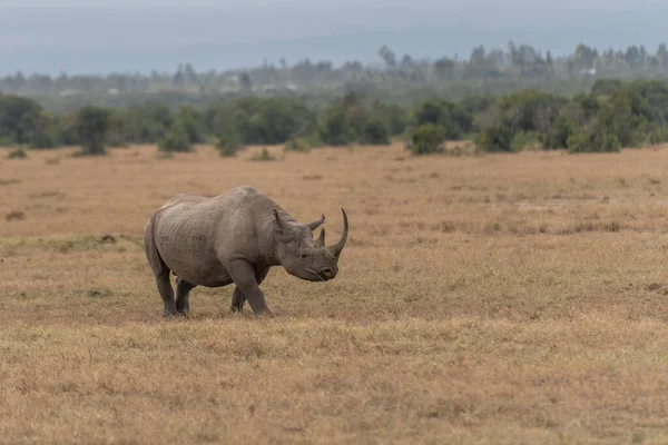 White Rhinoceros Ceratotherium Simum Square Lipped Rhinoceros Khama Rhino Sanctuary — стокове фото