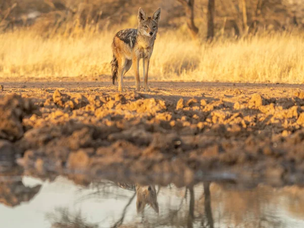 Ein Schakal Auf Der Suche Nach Beute Grasland Der Kalahari — Stockfoto