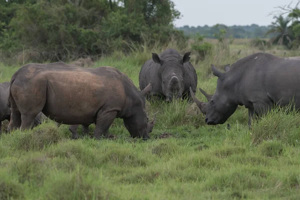 Vit Noshörning Ceratotherium Simum Med Kalv Naturlig Miljö Sydafrika — Stockfoto