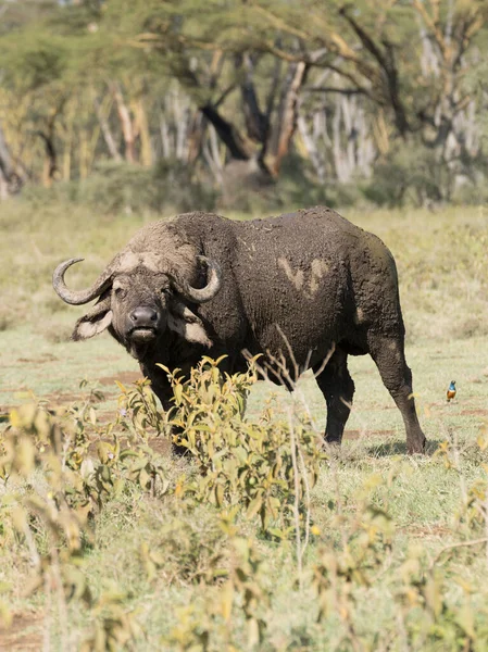 Búfalo Africano Syncerus Caffer Kenia —  Fotos de Stock