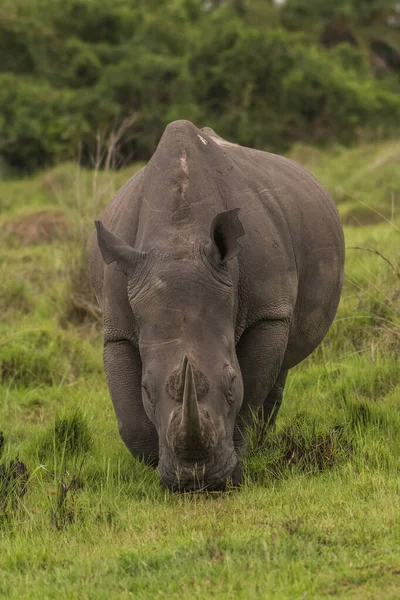 Stock image White rhinoceros (Ceratotherium simum) with calf in natural habitat, South Africa