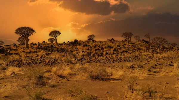 ナミビアの前に木があるナミブ砂漠の巨大な砂丘 — ストック写真