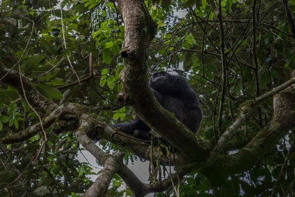 Chimpancé Saltarín Pan Troglodytes Hábitat Natural —  Fotos de Stock