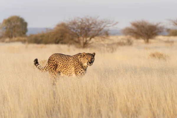 Gepárd Afrikai Szavannában Prédára Vár Namíbia — Stock Fotó