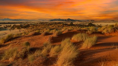 Namib Çölü 'nde kum tepeleri ve Namibya' nın ön planında ağaçlar.