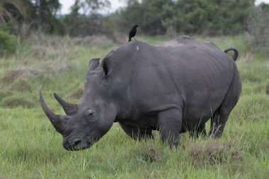 Beyaz gergedan (Ceratotherium simum) ve buzağı doğal ortamında, Güney Afrika