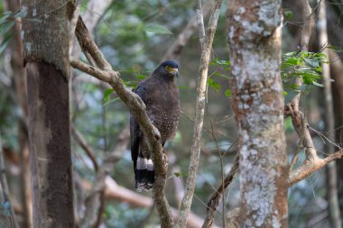 Dala tünemiş tepeli şahin kartalı