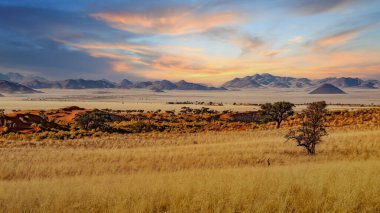 Namib Çölü 'nde kum tepeleri ve Namibya' nın ön planında ağaçlar.