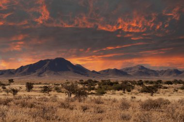 Namib Çölü 'nde kum tepeleri ve Namibya' nın ön planında ağaçlar.