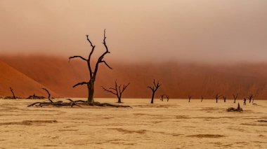 Deadvlei, Sossusvlei 'de ölü Camelthorn Ağaçları kırmızı kumullara ve mavi gökyüzüne karşı. Namibya, Afrika