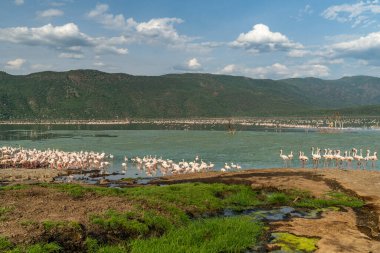 beautiful sunset over the lakes of Baringo with pink flamingos in the foreground