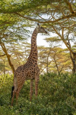 Zürafa Kenya masai Mara. (Giraffa reticulata) Günbatımı.