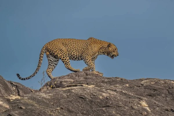 Panthera Paradus Kotiya Sri Lanka Leopard Posa Telecamera — Foto Stock