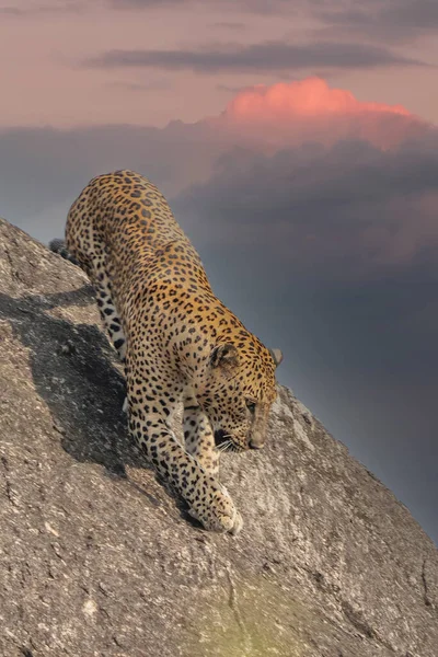 stock image Panthera Paradus Kotiya (Sri Lanka Leopard), posing for the camera.