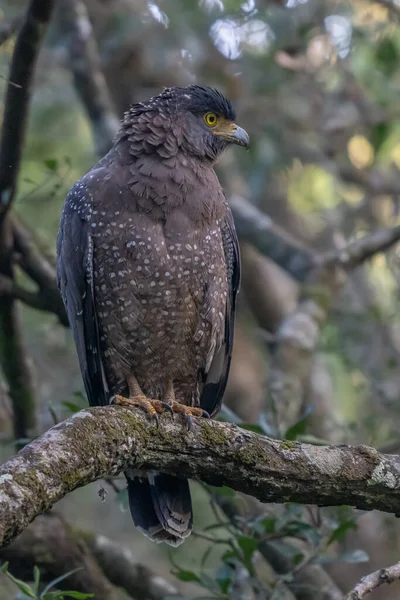 Crested Hawk Eagle Perched Branch — Stock Photo, Image