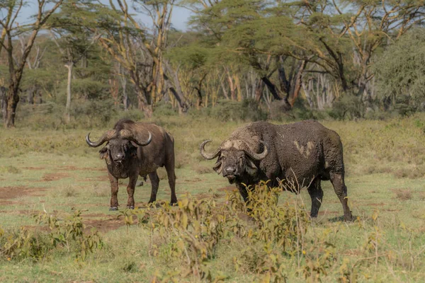 Búfalo Africano Syncerus Caffer Kenia —  Fotos de Stock