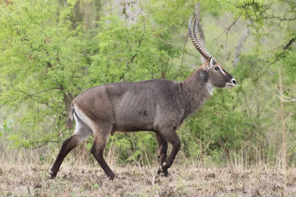 Waterbuck Maschio Kobus Ellipsiprymnus Grande Antilope Nell Africa Orientale Bello — Foto Stock