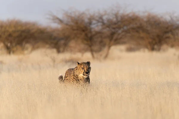 非洲大草原上的猎豹在等待猎物纳米比亚 — 图库照片