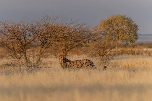 Гепард Африканской Саванне Ожидании Добычи Намибии — стоковое фото