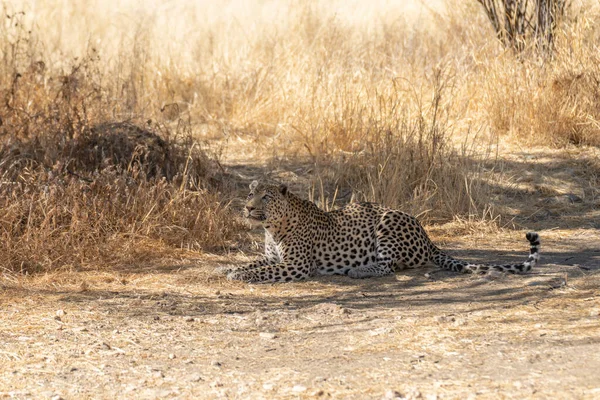 Leopardo Sabana Africana Esperando Presa Namibia —  Fotos de Stock
