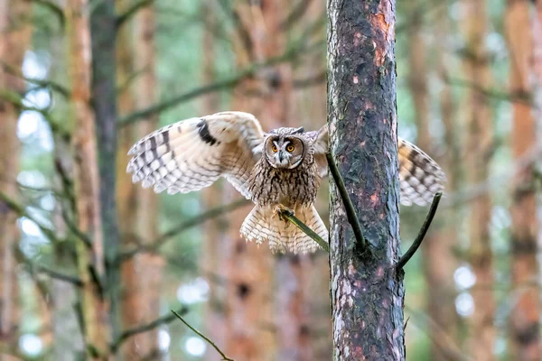 Άγρια Europaean Long Eared Owl Asio Otus Φυσικό Πράσινο Φόντο — Φωτογραφία Αρχείου