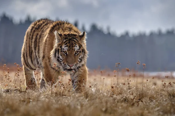 Tigre Sibérie Marche Belle Dynamique Puissante Photo Cet Animal Majestueux — Photo