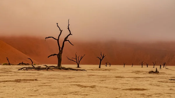 Deadvlei Sossusvlei Ölü Camelthorn Ağaçları Kırmızı Kumullara Mavi Gökyüzüne Karşı — Stok fotoğraf
