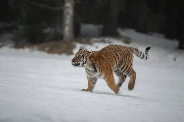 Siberische Tijger Loopt Sneeuw Mooie Dynamische Krachtige Foto Van Dit — Stockfoto
