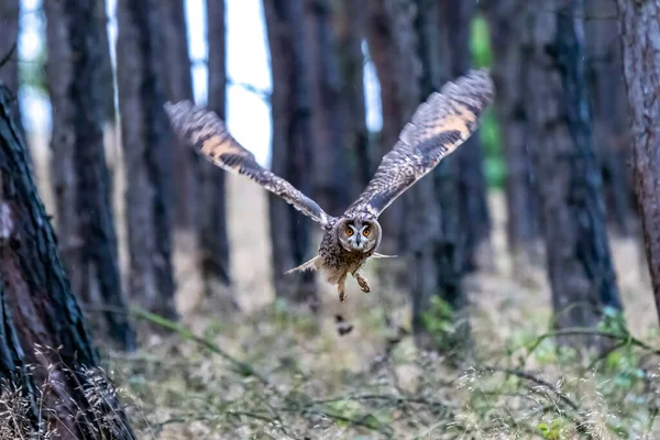 Wild Europaean Long Eared Owl Asio Otus Natural Green Forest — Stock Photo, Image
