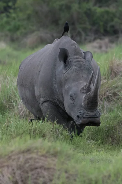 White Rhinoceros Ceratotherium Simum Calf Natural Habitat South Africa — Stock Photo, Image