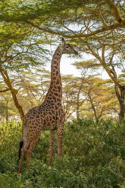 Jirafa Kenia Masai Mara Giraffa Reticulata Puesta Sol — Foto de Stock