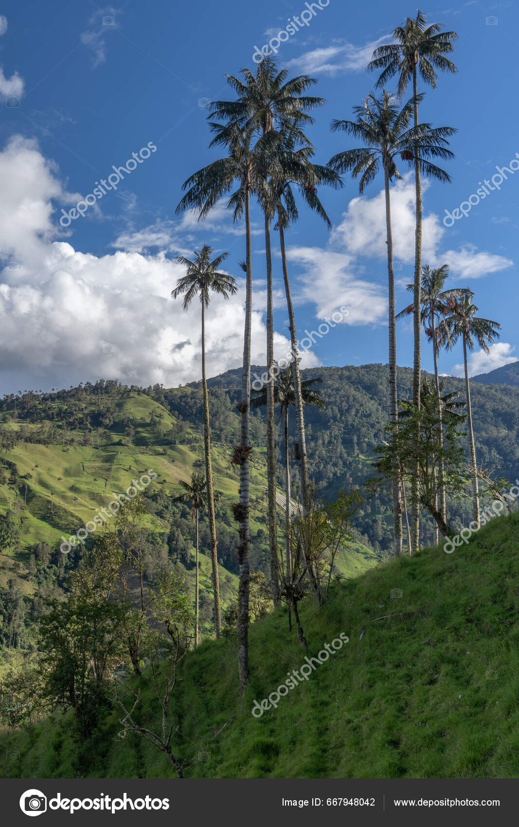 Download Green Hill Zone With Coconut Trees Wallpaper