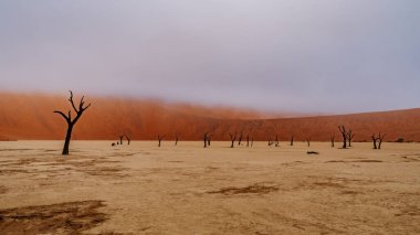 Deadvlei, Sossusvlei 'de ölü Camelthorn Ağaçları kırmızı kumullara ve mavi gökyüzüne karşı. Namibya, Afrika