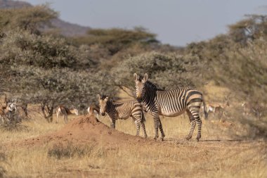 Afrika ovalar zebra tarama ve otlatma kuru kahverengi savannah meralar üzerinde. odaklanmıştır zebra ile bulanık, arka plan üzerinde hayvan uyanık iken onu besleyen