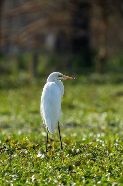 Gölde avını arayan büyük balıkçıl