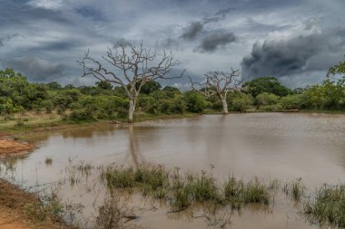 Yala National Park dry trees with dynamic sky Sri Lanka