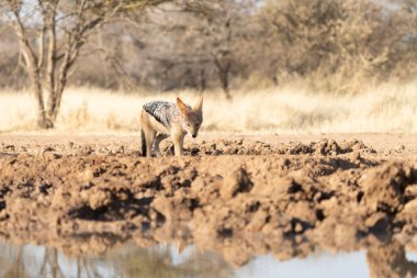 Namibya 'daki Kalahari Çölü' nde av arayan bir çakal..