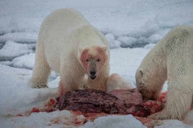 Kutup Ayısı (Ursus maritimus) Spitsbergen Kuzey Okyanusu