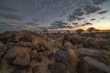 Çöl yatay, titreme ağaçları (Aloe dichotoma) ile Northern Cape, Güney Afrika