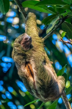 Kosta Rika ormanında sallanırken kameraya gülümseyen bir tembel hayvan. Gülümserken doğrudan kameraya bakan çok tatlı bir tembel hayvan..