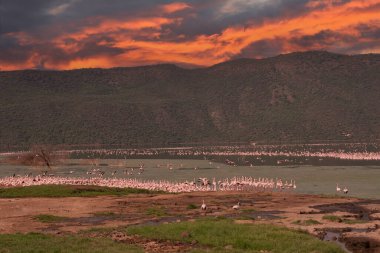 beautiful sunset over Lake Baringo with pink flamingos in the foreground